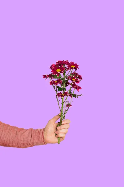 Purple or burgundy chrysanthemum in a male hand on a white background close-up. Concept os relationship or st valentine\'s day or dating or womens day. Copy space.