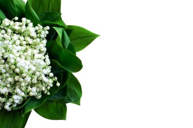 Beyaz arka planda izole edilmiş vadi zambakları buketi, üst manzara, metin için boşluk.