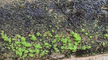 Yeşil yosun desenli eski gri taş duvar