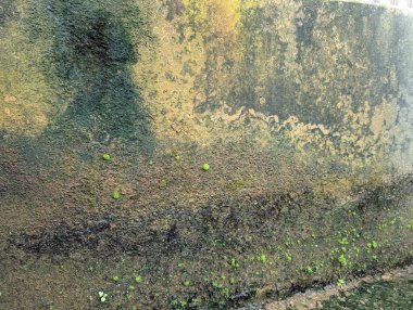 Yeşil yosun desenli eski gri taş duvar