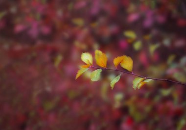 Kırmızı ve mor arka planda sonbahar sarı ve yeşil yapraklar 