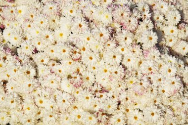 Açık havada yetişen pembe kasımpatı çiçekleri.