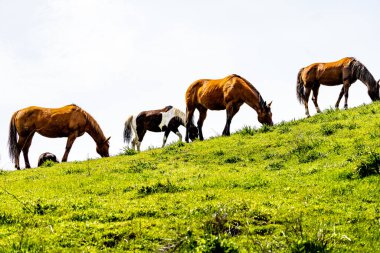 Marin County California 'nın yemyeşil tepelerinde otlayan dört at ve arka planda dağlar..
