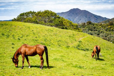 Marin County California 'nın yemyeşil tepelerinde otlayan atlar ve arka planda dağlar..