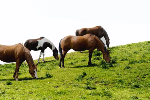 Marin County California 'nın yemyeşil tepelerinde otlayan dört at ve arka planda dağlar..