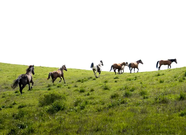 Marin County California 'nın yemyeşil tepelerinde dört nala koşan yedi at.