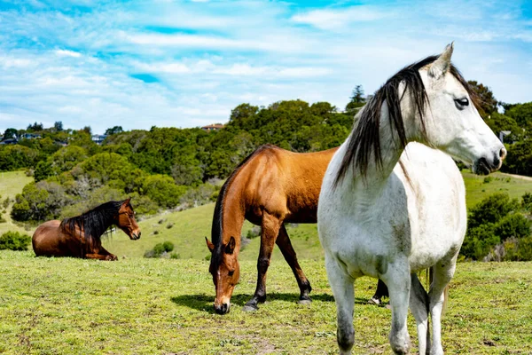Marin County California 'nın yemyeşil tepelerinde otlayan atlar ve arka planda dağlar..
