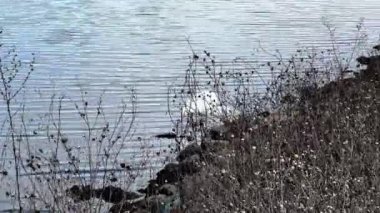Kıyıda bir balıkçıl yiyecek arıyor ve sonra uçup gidiyor..