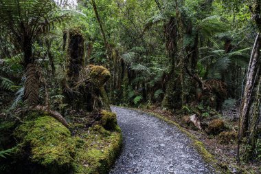 Güney Adası 'ndaki orman yolu Yeni Zelanda