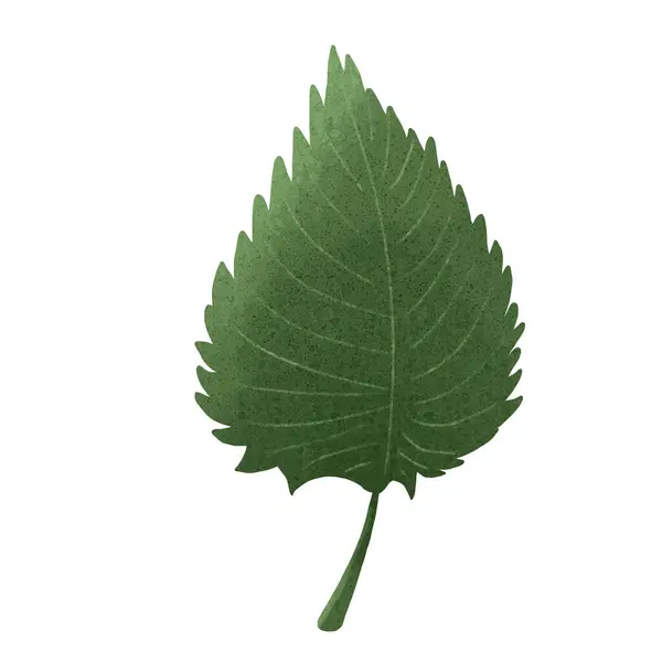 Sonbahar yaprağı illüstrasyonuName