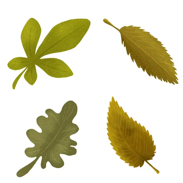 Sonbahar yaprağı illüstrasyonuName