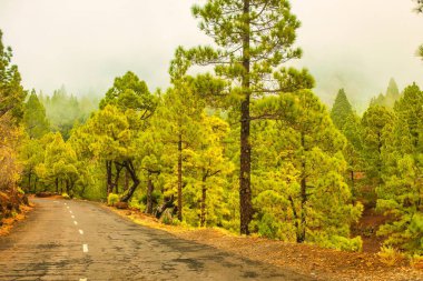La Palma, İspanya - 12 Aralık 2013: Volkanik ada genel olarak yeşil bir hisse sahiptir ve doğanın büyük bir kısmına sahiptir. Yol boyunca büyük bir orman