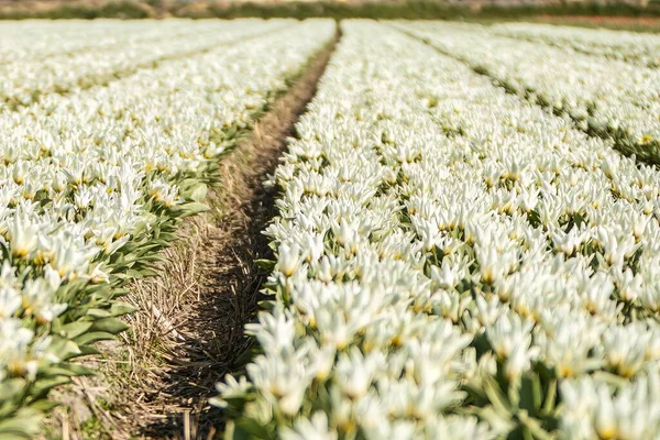 Noordwijkerhout Países Baixos Abril 2021 Campo Branco Colorido Agrícola Cheio — Fotografia de Stock