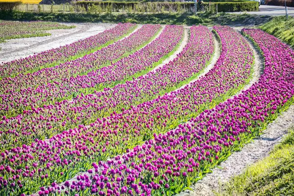Noordwijkerhout Niederlande April 2021 Landwirtschaftliches Buntes Feld Voller Blumen Frühling — Stockfoto