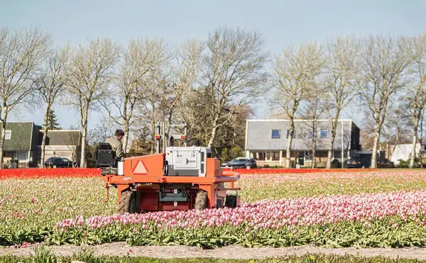Noordwijkerhout Netherlands April 2021 Machine Agricultural Colorful Field Full Flowers — Fotografia de Stock
