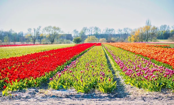 Noordwijkerhout Netherlands April 2021 Agricultural Colorful Field Full Flowers Springtime — Stock Photo, Image