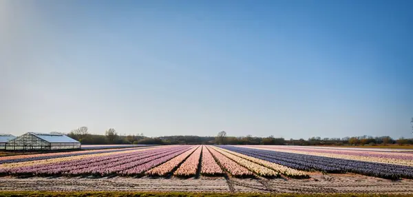 Noordwijkerhout Países Baixos Abril 2021 Campo Colorido Agrícola Cheio Flores — Fotografia de Stock