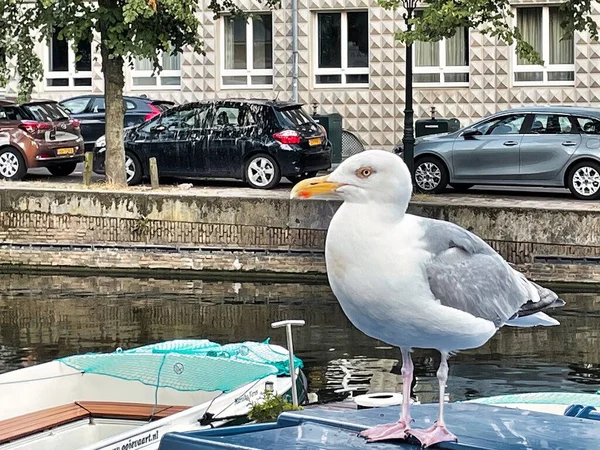 Hollanda Den Haag Haziran 2022 Bir Martı Limanda Kuş Dışkısı — Stok fotoğraf