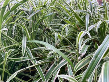yemyeşil ve beyaz eğreltiotu ağaçları yemyeşil tropikal bir ormanda