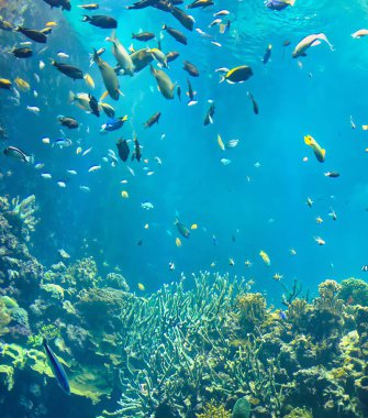 Mavi okyanusta yüzen tropikal balıklar