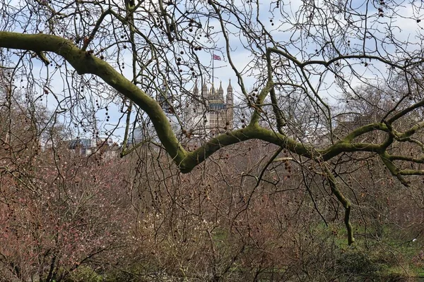 Londres Reino Unido Março 2022 Ramos Uma Árvore Saint James — Fotografia de Stock