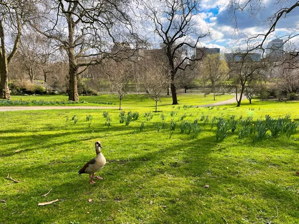 Londýn Velká Británie Března 2022 Pohled Rekreační Park Svatého Jamese — Stock fotografie