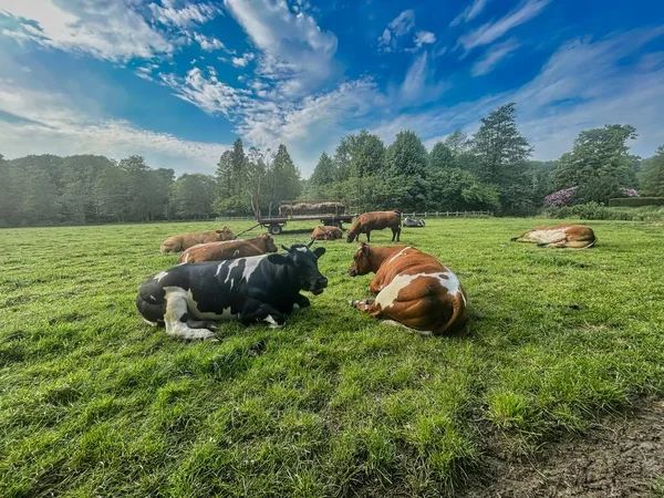 オランダのハーグ2022年5月17日 多くの牛が緑のオランダの畑で草を食べ — ストック写真