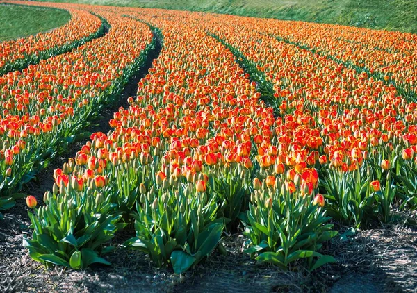 Blumenfeld Voller Tulpen — Stockfoto