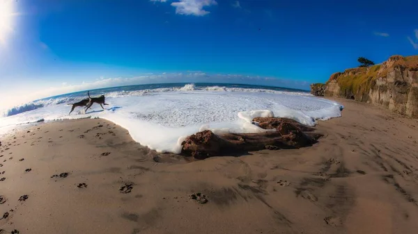 Santa Cruz Stany Zjednoczone Stycznia 2013 Psy Bawią Się Plaży — Zdjęcie stockowe
