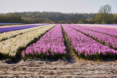 No ordwijkerhout, Hollanda - 23 Nisan 2021: Kırsal alanda ilkbahar boyunca çiçeklerle dolu tarım renkli tarla