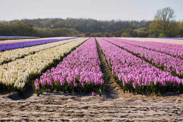 Noordwijkerhout Países Baixos Abril 2021 Campo Colorido Agrícola Cheio Flores — Fotografia de Stock
