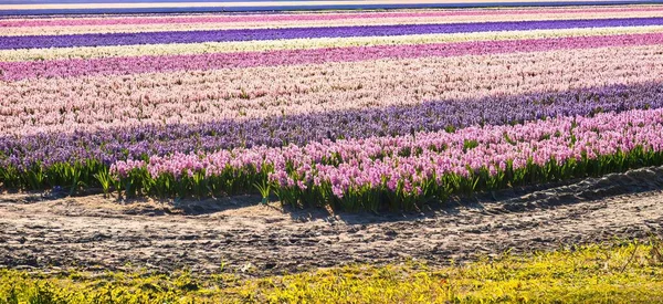 Noordwijkerhout Nederland April 2021 Jordbruksfärgat Fält Fullt Blommor Våren Landsbygden — Stockfoto