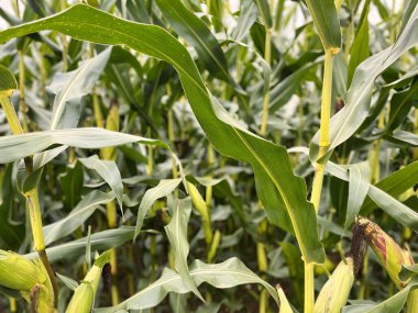 Sevrier, Fransa - Ekim 2021: İnsan tüketimi için mısırlı veya şilinli yeşil bir tarla manzarası