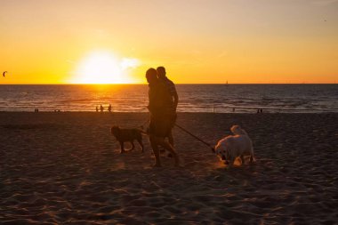 the hague, netherlands - august 08 2022: two men together are walking their dogs on the beach at sunset time