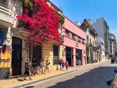 buenos aires, argentina - 29 October 2022 : a red bougainvillea flower tree covering a facade of a spanish colonial house