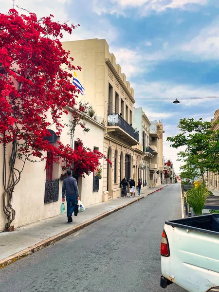 Montevideo Uruguay Oktober 2022 Farbenfrohe Pflanze Der Wand Eines Kolonialgebäudes — Stockfoto