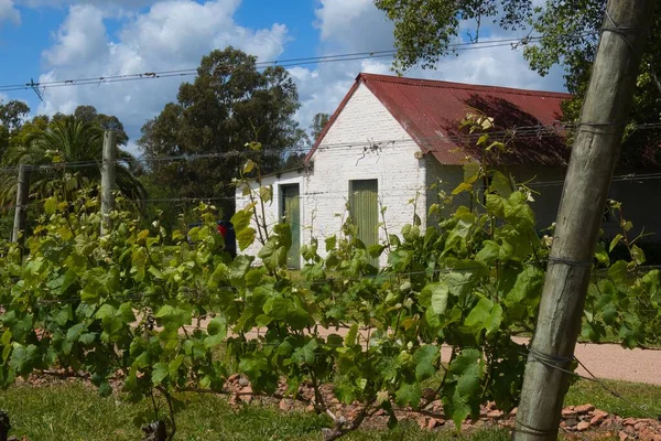 Montevideo Uruguay Října 2022 Rostliny Vinici Vinařském Statku Jsou Uvázány — Stock fotografie