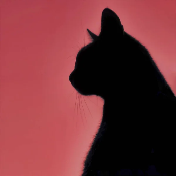 Silhouetted Cat Staring Night Sky Falling Stars Moon — Stock Photo, Image