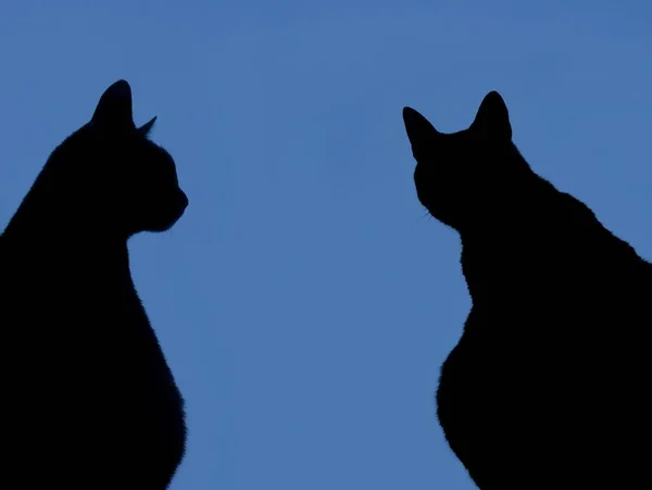 Silhouet Kat Staren Met Blauwe Achtergrond — Stockfoto