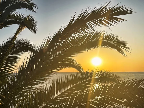 Idyllic Tropical Sunset Palm Trees Ocean —  Fotos de Stock