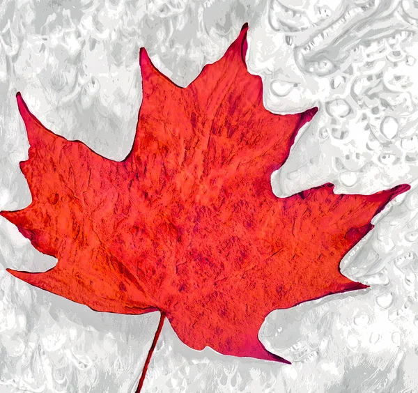 Red Canadian Maple Leaf White Cold Background — Zdjęcie stockowe