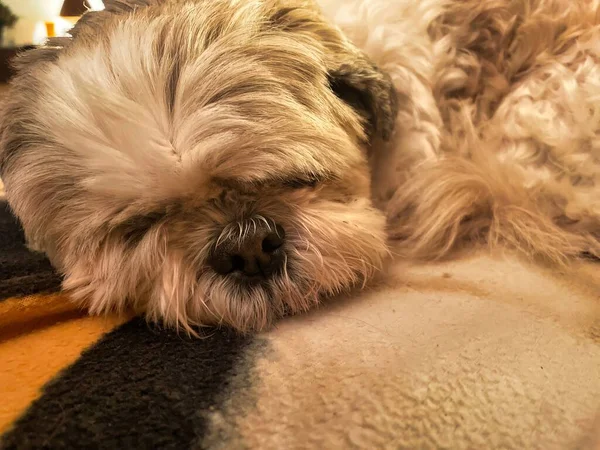 Shih Tzu Pequeno Cão Está Deitado Dormindo Sofá — Fotografia de Stock