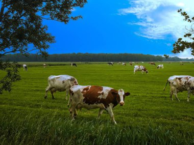 Hollanda inekleri yeşil bir tarlada yürüyor ve otluyor