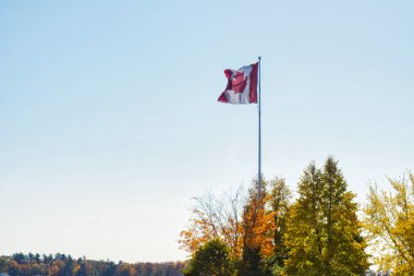 canadian flag on a pole and in the wind on a blue background with tree tops
