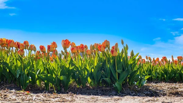 Blumenfeld Voller Tulpen — Stockfoto