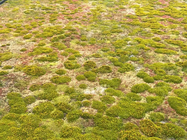 Yeşil Çatıdaki Bitkilerin Ekolojik Sistemi Doğal Izolasyon Anlamına Gelir — Stok fotoğraf