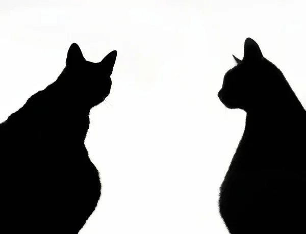 Silueta Kočka Zírá Bílým Průhledným Pozadím — Stock fotografie