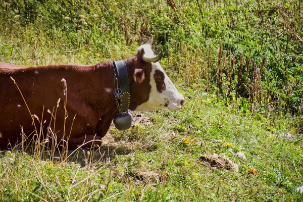 Vaca Marrom Prado Alpino Alto Das Montanhas — Fotografia de Stock