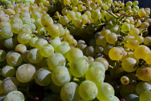 Pile Juicy White Wine Grapes Full Juice — Photo