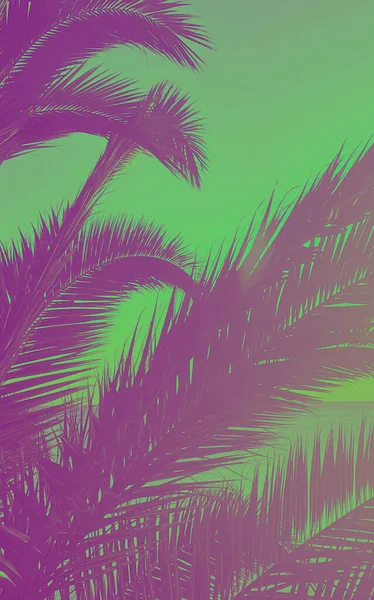 Idyllic Tropical Sunset Palm Trees Ocean — Photo